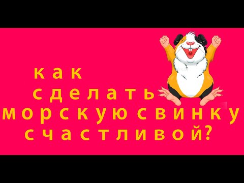 Видео: 4 Совета как сделать морскую свинку счастливой. Лайфхак от опытных свиноводов