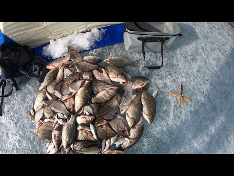 Видео: ЖИРНЫЙ КАРАСЬ НА КРЕСТЫ!!! АПРЕЛЬ 2025 г. ХАКАСИЯ.