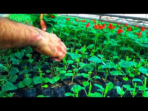 Видео: Появились бутоны но кустовая совсем слабая. Петунии, Сальвии, Виолы... ЧТО ДЕЛАТЬ❓️ДВА СУПЕР СПОСОБА