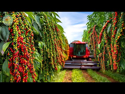 Видео: Как фермеры собирают тонны чёрного перца: современное выращивание чёрного перца