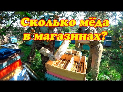 Видео: СНИМАЕМ НАДСТАВКИ С МЁДОМ НА СТАЦИОНАРНОЙ ПАСЕКЕ, 16 РАМОЧНЫЕ УЛЬЯ.