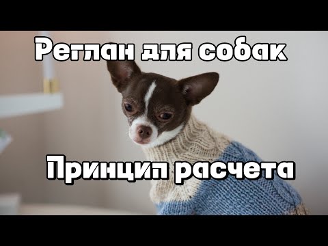 Видео: Реглан для собак: принцип расчета петель 
