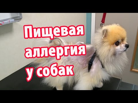 Видео: Пищевая аллергия у собак. Аллергия у шпица.