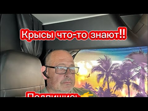 Видео: Крысы всегда бегут с тонущего корабля!😂 #подпишись