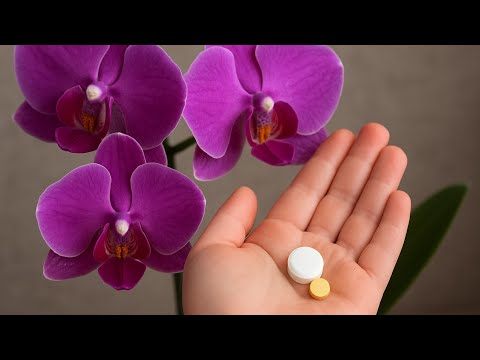 Видео: АПТЕКАДА ТИЫН ТҰРАТЫН ОСЫ ҮШ ТАБЛЕТКА ГҮЛДЕРГЕ КҮШТІ ӘСЕР БЕРЕДІ