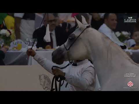 Видео: 1-й чемпионат Al Asayel по чистокровным кобылам AH 2025 года