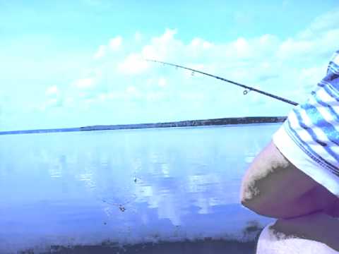 Видео: белый амур на корочку