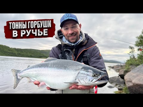 Видео: ТОННЫ ГОРБУШИ зашли в РУЧЕЙ на нерест! МЕДВЕДИ, рыбалка и красоты КОЛЬСКОГО полуострова!