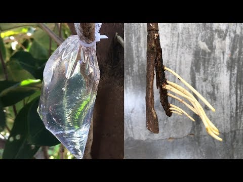 Видео: Как извлечь растениям из воды очень много корней