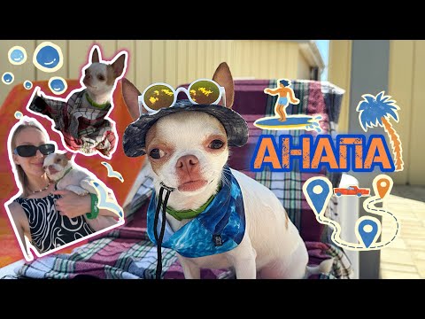 Видео: ЧИХУАХУА НА МОРЕ! Влог из Анапы! Собачий пляж!