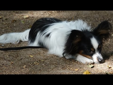 Видео: ДТ - 427. Работают папильоны. Монопородная группа.