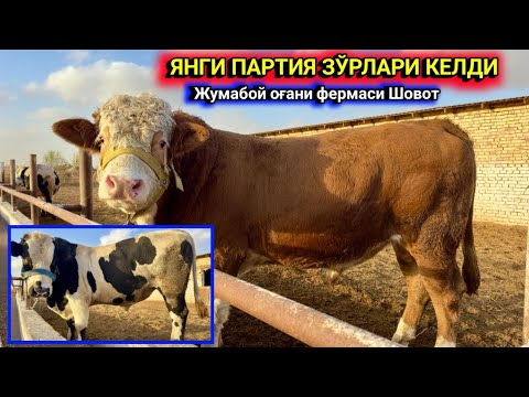 Видео: ЯНГИ ПАРТИЯ ЗЎРЛАРИ КЕЛДИ ЖУМАБОЙ ОҒАНИ ФЕРМАСИ ШОВОТ 6-ноября 2024 г.