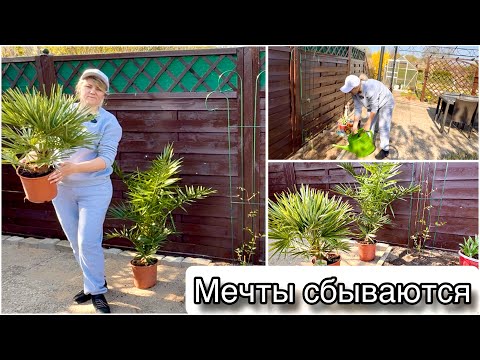Видео: Как правильно посадить клематис  в грунт / Неожиданная покупка / Дачный влог