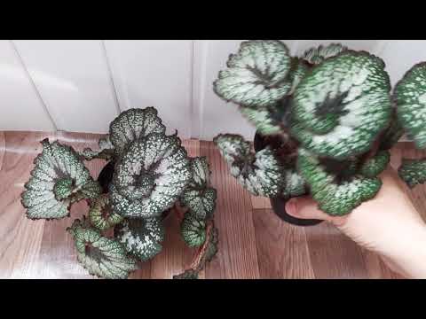 Видео: Бегонии декоративно-лиственные .Часть 1.