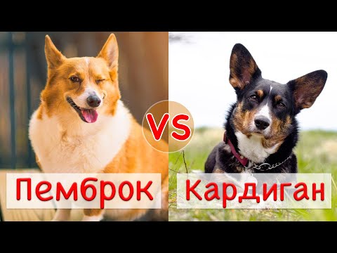 Видео: Пемброк vs Кардиган | Сравнение двух пород