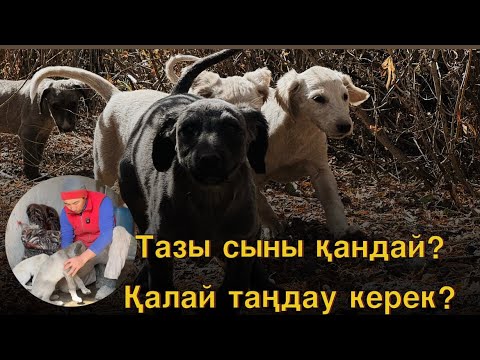 Видео: Тазы ит таңдау құпиялары, әдіс-тәсілдері.