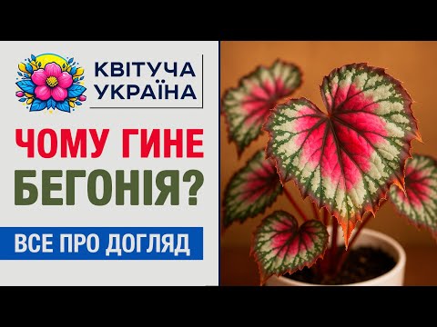 Видео: Чому гине бегонія? Головні правила догляду