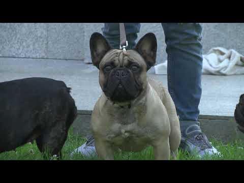 Видео: За кинологията с д-р Кънев: Френски булдог – Трета част