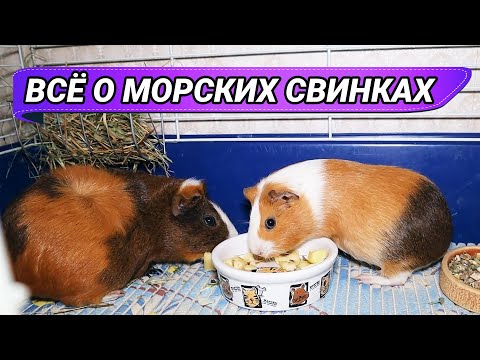 Видео: Всё о морских свинках, уход и содержание в домашних условиях