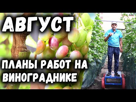 Видео: Август - планы работ на винограднике.