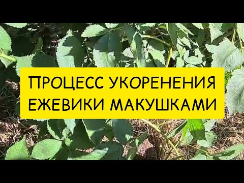 Видео: Процесс укоренения ежевики макушками