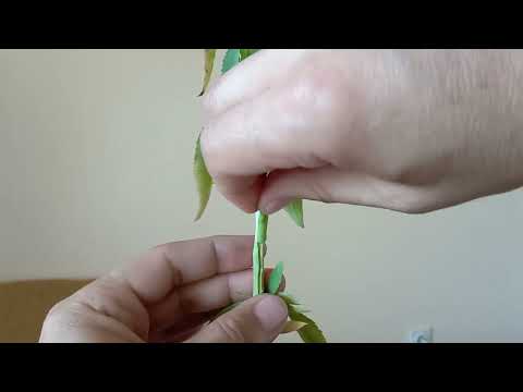 Видео: Присаждане на будна пъпка