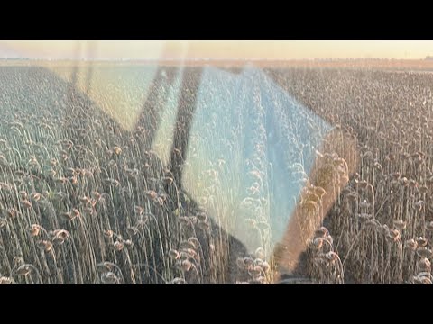 Видео: Жнива , Мічиган сінгента 👍