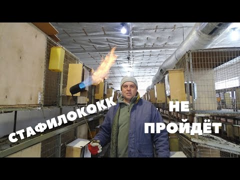 Видео: Инфекционный мастит у кроликов