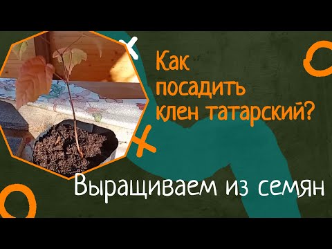 Видео: Как посадить Татарский клен  семенами осенью