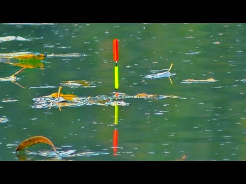 Видео: ЭТО НАДО ВИДЕТЬ. РЫБАЛКА НА КАРАСЯ НОЧЬЮ НА ПОПЛАВОК.