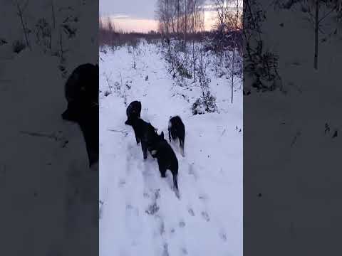 Видео: Щенки (Хан + Кроха). Три месяца.