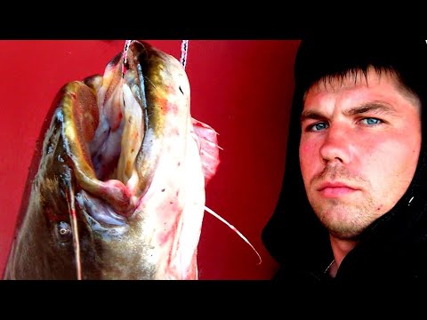 Видео: СОМ. КВОК. СНАСТИ НА СОМА