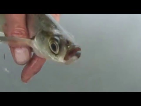 Видео: Ловля чехони на фидер, на Десне.