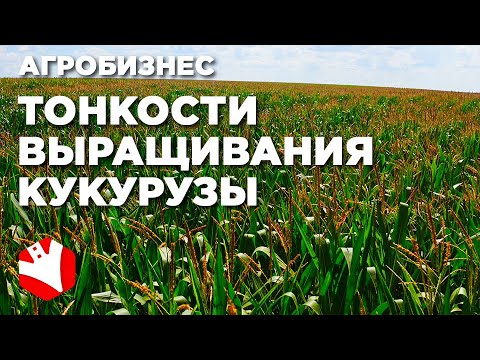 Видео: Выращивание кукурузы | КФХ Гриднев