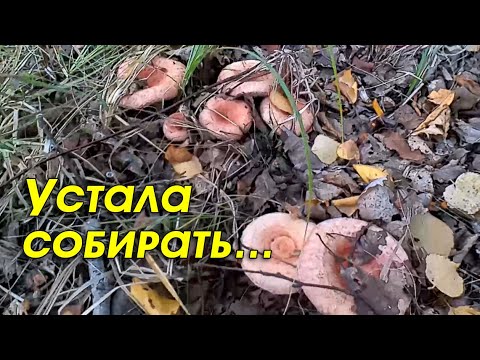 Видео: Царство волнушек. Грибов столько, что устала собирать. Часть 2