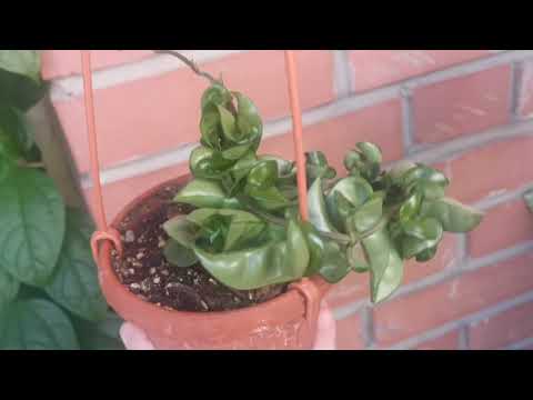 Видео: Небольшая коллекция хой - обзор растений (июнь 2023 г.)