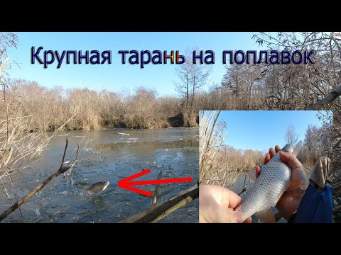 Видео: Зимняя рыбалка на поплавок в январе. ОГРОМНАЯ ПЛОТВА на удочку! Ломаем лёд +Конкурс