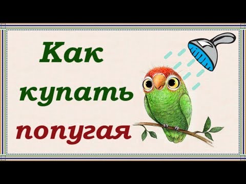 Видео: 6 способов КАК ПРАВИЛЬНО КУПАТЬ ПОПУГАЯ. Все о купании попугая: вода, температура, частота.