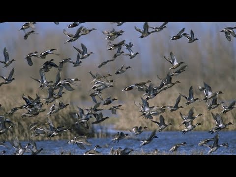Видео: Охота. СОТНИ налетов. Гуси, утки, киборги.  Hunting. Hundreds of raids. Geese, Ducks, Cyborgs