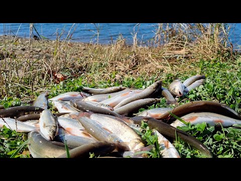 Видео: Ловля краснопёрки(Угай) на спиннинг!