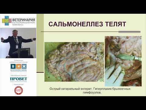 Видео: ГРОМОВ И. Н. Роль патоморфологического исследования в диагностике ассоциативных болезней телят, ...