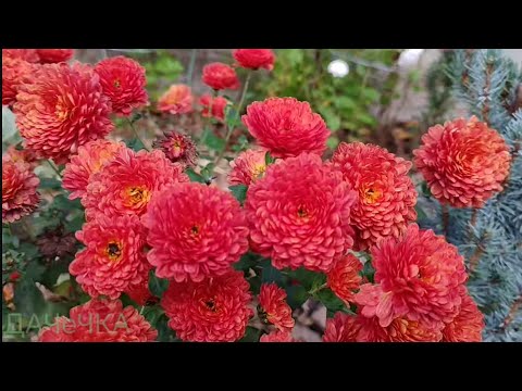 Видео: 1 листопада осінь в моєму саду