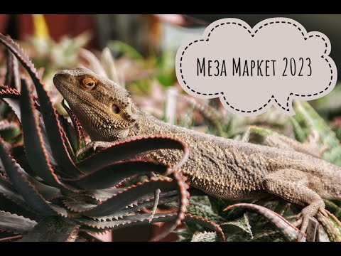Видео: Меза Маркет 2023: полный обзор