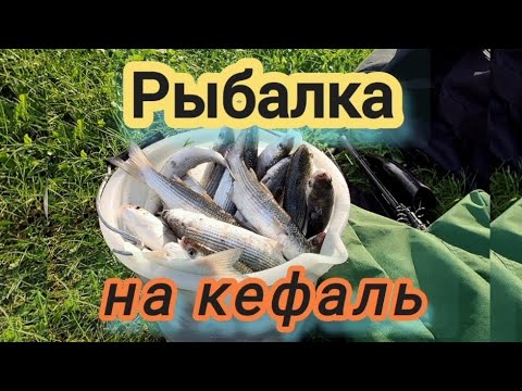 Видео: Ведро кефали легко!!!!