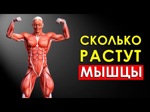 Видео: Сколько Растут Мышцы?
