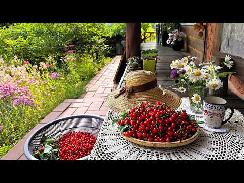 Видео: Время собирать вишню!🍒🧺 | Цветущие ирисы и пионы | Овощеводство👩‍🌾