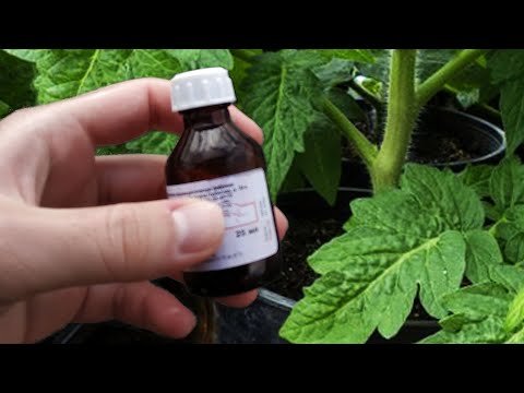 Видео: Я Обалдел! За 2 Дня Стебель у Рассады Жирный и Крепкий! Рассада Коренастая!