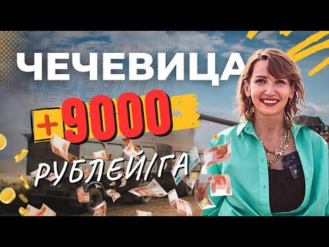 Видео: РАССКАЖЕМ, КАК ЗАРАБОТАТЬ НА ЧЕЧЕВИЦЕ. Экономика поля и реальные результаты.