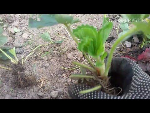 Видео: Посадка клубники в открытый грунт ( от А до Я )