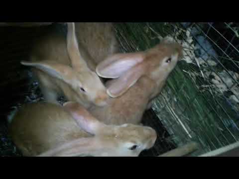 Видео: Дилема .кого оставить Калифорнию или Бургундцев?